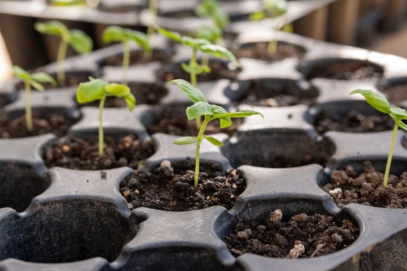 Seed Packets